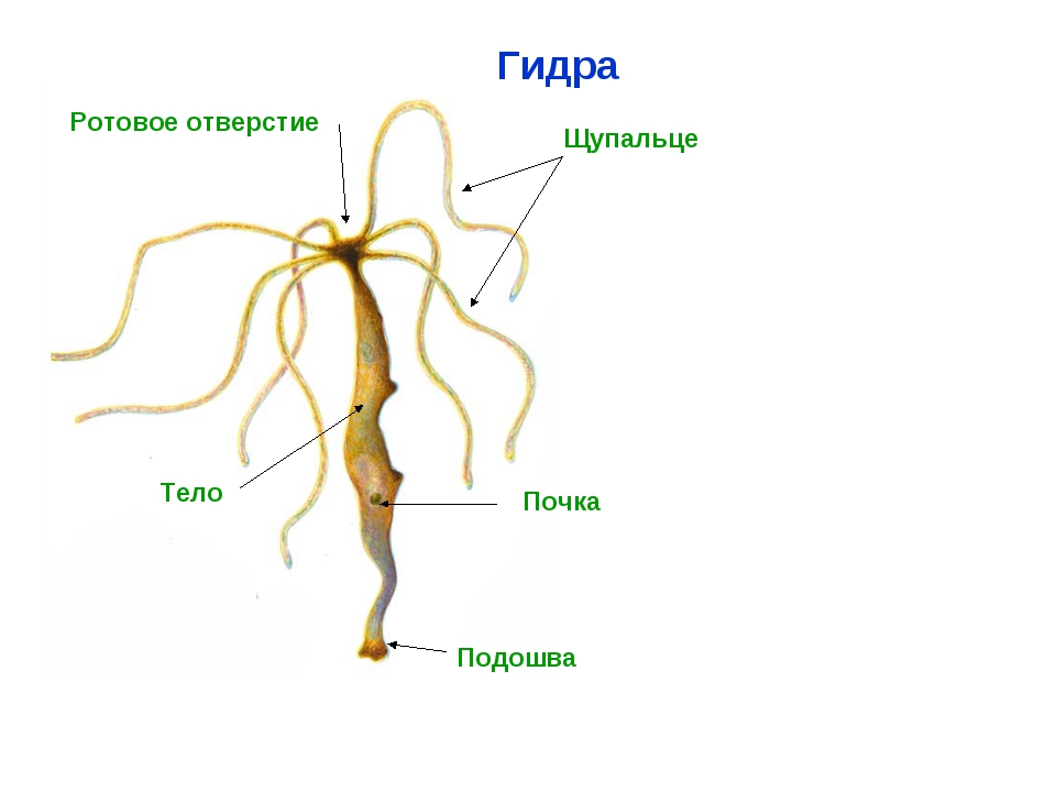 Заказать даркнет